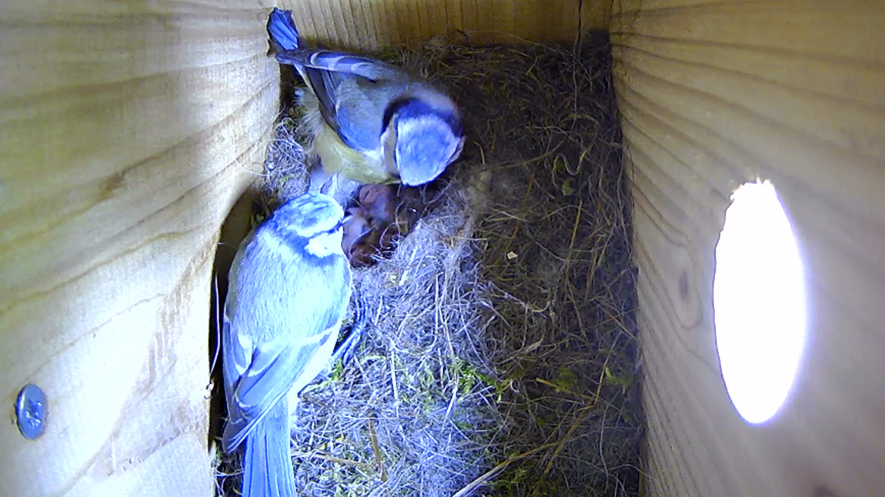 Leerlingen CBS De Ster kijken mee met vogelnest