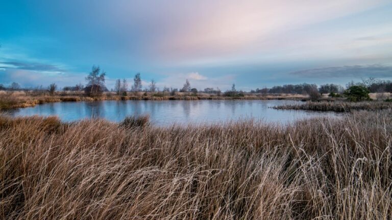 Foto Rinanne kugel 1 TV