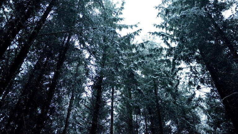 Kolhamsterbos foto 3 TV jos