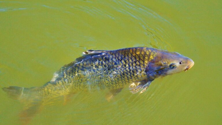 Onderzoek vissen met zenders hunze en aa s TV