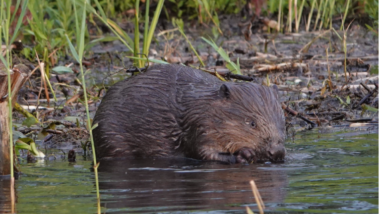Bever, foto door John Stalman TV