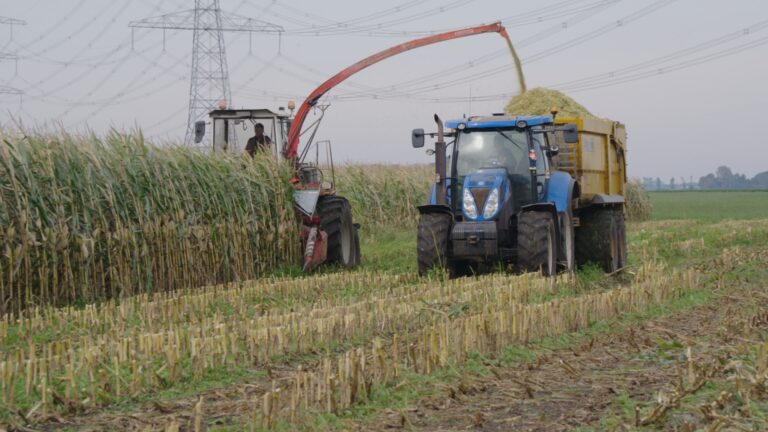 Mais oogst