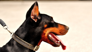 doberman