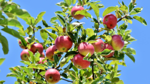 Appels