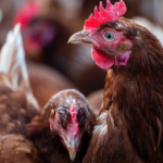 Dierenwelzijn botst mogelijk met stikstofregels