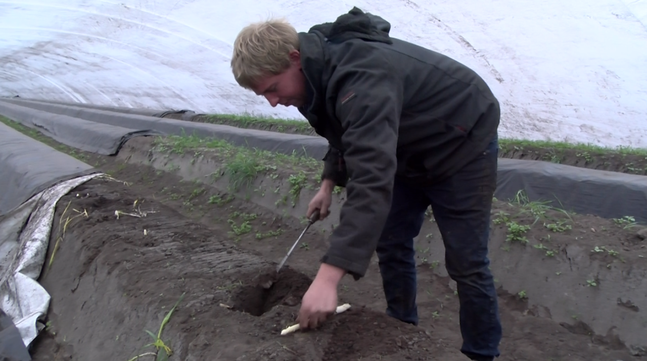 Asperge oogst weer in volle gang