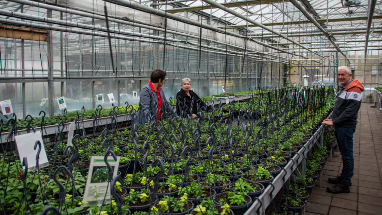 De Klimroos Sappemeer 2