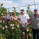 Hekken gaan open bij volkstuinen Hoogezand