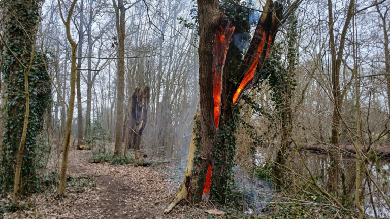 Brand in holle boom aan de Julianstraat in Foxhol