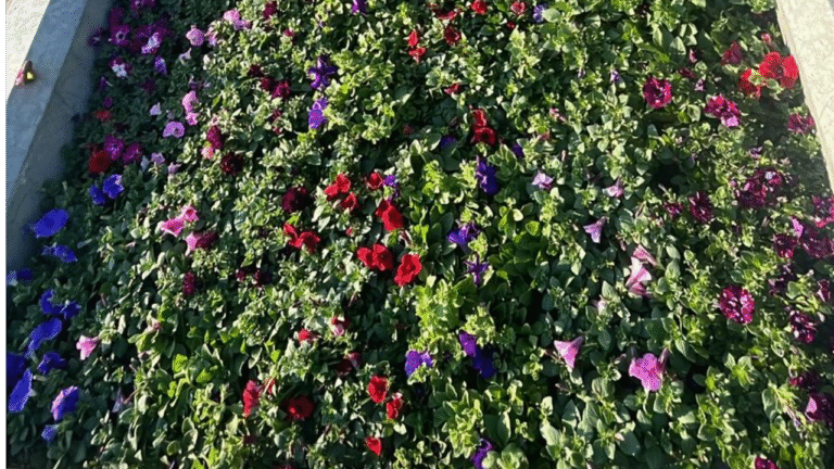 Plantjesverkoop Kinderspeelweek