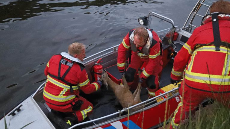 Ree in het Winschoterdiep bij Sappemeer