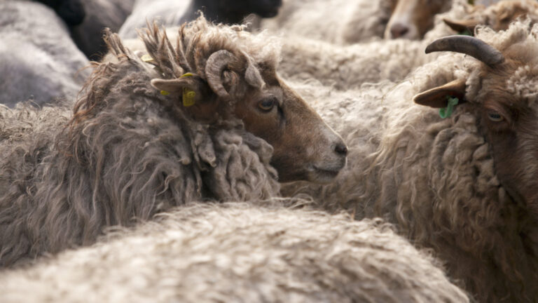 Schapen krijgen scheerbeurt in Muntendam