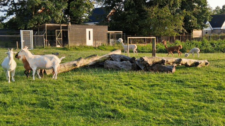 Dierenweide Noordbroek