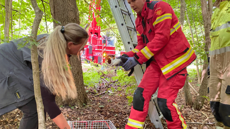 Kittens gedumt in Kropswolde