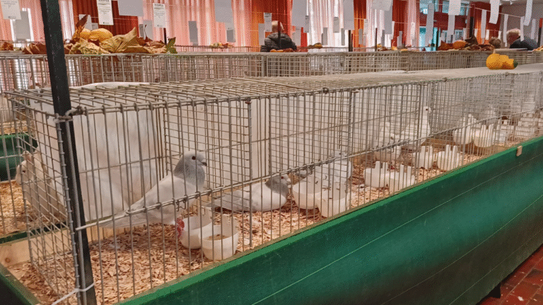 Kleindieren show Muntendam