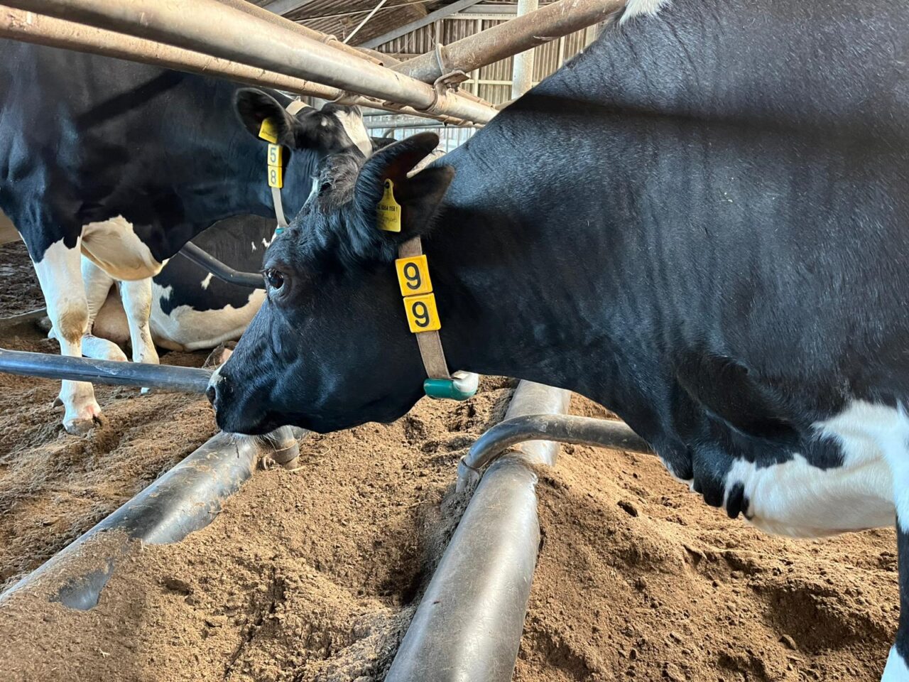 Open dag in Zuidbroek met recordkoe Klaartje