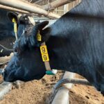 Klaartje X102, van Marieke Bos Zuidbroek