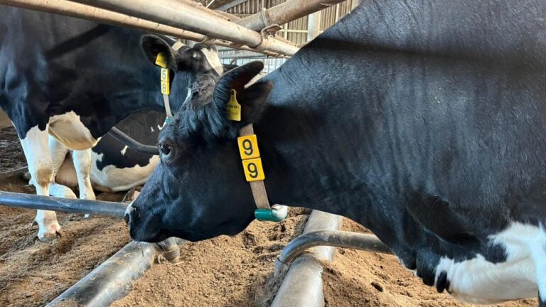 Klaartje X102, van Marieke Bos Zuidbroek