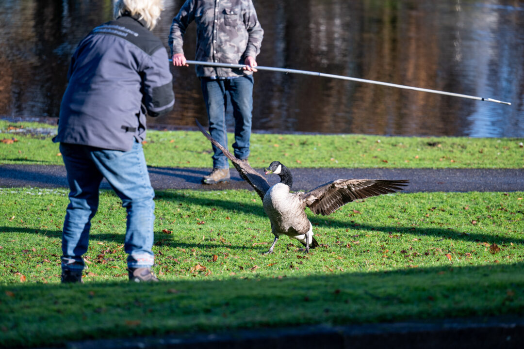 Gewonde gans ontsnapt hulpdiensten Vijverstraat in Hoogezand
