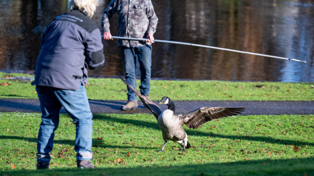 Gewonde gans ontsnapt hulpdiensten Vijverstraat in Hoogezand