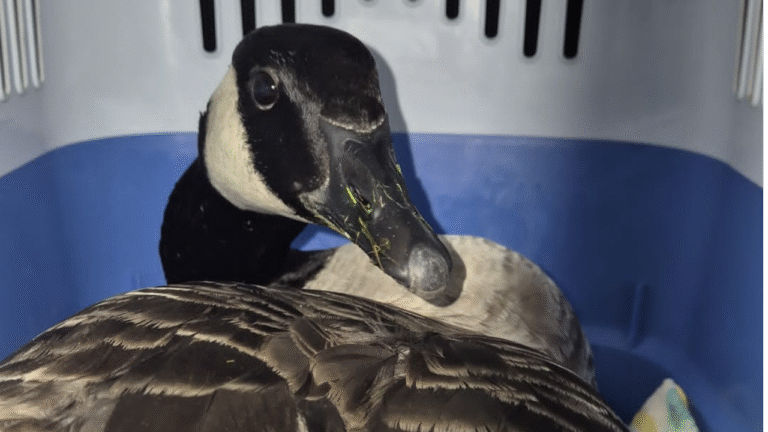 Canadese gans in Oosterpark opgevangen