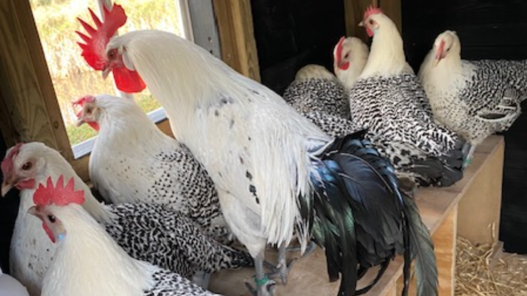 Kippenhok Burcht Wedde