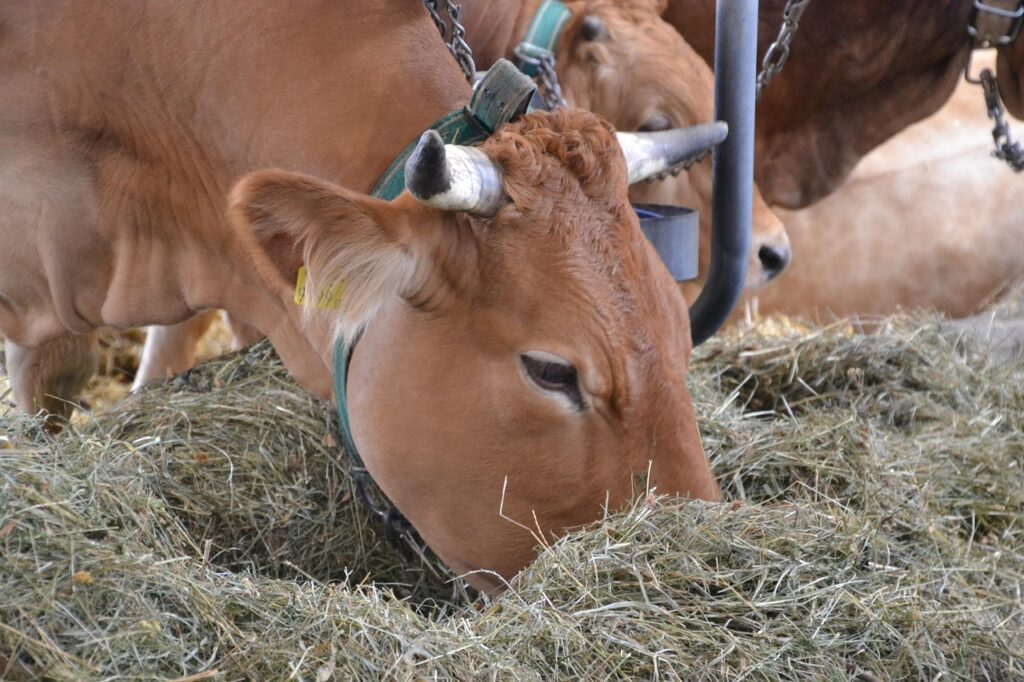 innviertlerin-animal-4478888_1280
