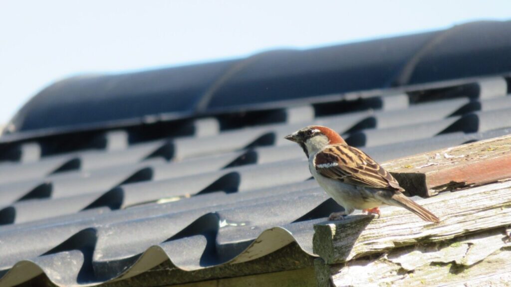 spreeuw op dak, pixabay