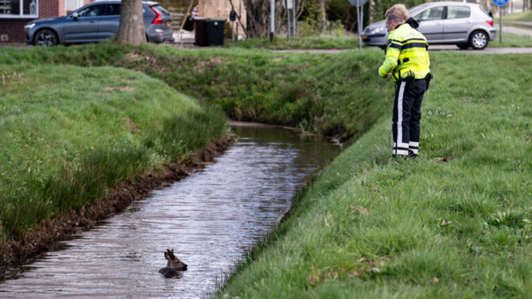 Spring naar de hoofdinhoudGa naar toolbar Over WordPress RTV Midden-Groningen 00 reacties in afwachting Nieuw Bericht bekijken 📑 Post Stats CoverNews-opties Hallo Abel Bos ScherminstellingenHulp Bericht bewerken Bericht toevoegen Dit thema beveelt de volgende plug-ins aan: Elespare, Gratis live chat met behulp van 3CX, Mailchimp voor WordPress en Templatespare. Begin met het installeren van plug-ins | Negeer dit bericht  Dit bericht negeren. Conceptbericht geüpdatet. Voorbeeld bericht  Dit bericht negeren. Titel toevoegen Motorrijder botst op ree in Sappemeer Ga naar de editor Permalink: https://www.middengroningennieuws.nl/motorrijder-bots…ree-in-sappemeer/ ‎Bewerken  Media toevoegenVisueelCode Paragraaf   p Aantal woorden: 99	Concept opgeslagen op 19:34. Laatst bewerkt door Abel Bos op 5 april 2026 om 19:31 Omhoog verplaatsenOmlaag verplaatsenToggle paneel: Uitgelichte afbeelding Uitgelichte afbeelding instellen  Omhoog verplaatsenOmlaag verplaatsenToggle paneel: Publiceren Voorbeeld(opent in een nieuwe tab)  Status: Concept BewerkenStatus bewerken  Zichtbaarheid: Openbaar BewerkenZichtbaarheid bewerken  Onmiddellijk publiceren BewerkenDatum en tijd bewerken Naar prullenbak verplaatsen  Omhoog verplaatsenOmlaag verplaatsenToggle paneel: Categorieën Alle categorieën Meest gebruikt  112 nieuws  Berichten APP  Lokaalnieuws Midden Groningen  Radionieuws  TV NIEUWS  Agenda  Bericht met video  Corona virus  Geen categorie  Gemeenteraadsverkiezingen  Mijn Midden-Groningen  Oude foto's Midden Groningen  Politiek  Radio herhalen in weekend  Verkiezingen: Input dorpen  Zendtijd politieke partijen + Categorie toevoegen Omhoog verplaatsenOmlaag verplaatsenToggle paneel: Auteur Auteur 112 redactie (112 redactie) Omhoog verplaatsenOmlaag verplaatsenToggle paneel: Samenvatting Samenvatting Een motorrijder is op Eerste Paasdag op de Rijksweg-Oost in Sappemeer in botsing gekomen met een ree. Hij en zijn bijrijdster kwamen ten val. De bestuurder is door ambulancepersoneel onderzocht, maar hoefde niet naar het ziekenhuis. Het zwaargewonde dier vluchtte een sloot in en is door agenten uit zijn lijden verlost.   De motor raakte bij het ongeval flink beschadigd. Samenvattingen zijn optionele hand-geschreven samenvattingen van je inhoud die gebruikt kunnen worden in je thema. Lees verder over handmatige samenvattingen.  Character count: 372   Bedankt voor het gebruiken van WordPress.Versie 6.9.4 MeldingenDe server kan de afbeelding niet verwerken. Dit kan gebeuren als de server het druk heeft of niet genoeg bronnen heeft om de taak te voltooien. Het uploaden van een kleinere afbeelding kan helpen. De aanbevolen maximale grootte is 2560 pixels.  Dialoogvenster sluiten Galerij aanmaken Acties Bestanden uploadenMediabibliotheek Media filterenOp type filteren Afbeeldingen Op datum filteren Alle datums Media zoeken Medialijst Het weergeven 82 van 15472 media items  Meer laden Aan het uploaden 2 / 2 – VENEMAMEDIA_DV_Z9_20260405_1215.jpg VENEMAMEDIA_DV_Z9_20260405_1210.jpg De server kan de afbeelding niet verwerken. Dit kan gebeuren als de server het druk heeft of niet genoeg bronnen heeft om de taak te voltooien. Het uploaden van een kleinere afbeelding kan helpen. De aanbevolen maximale grootte is 2560 pixels. Fouten negeren Bijlagedetails Opgeslagen.  VENEMAMEDIA_DV_Z9_20260405_1237-scaled.jpg 5 april 2026 900 KB 2560 bij 1707 pixels Originele afbeelding: VENEMAMEDIA_DV_Z9_20260405_1237.jpg Afbeelding bewerken Permanent verwijderen Alt-text Leer hoe het doel van de afbeelding te beschrijven(opent in een nieuwe tab). Laat leeg als de afbeelding louter decoratief is.Titel VENEMAMEDIA_DV_Z9_20260405_1237 Bijschrift Beschrijving Motorrijder botst op ree in Sappemeer Bestand URL: https://www.middengroningennieuws.nl/wp-content/uploads/2026/04/VENEMAMEDIA_DV_Z9_20260405_1237-scaled.jpg URL naar klembord kopiëren Geselecteerde media acties 2 items geselecteerd Wissen  Een nieuwe galerij aanmaken Geen bestand gekozen