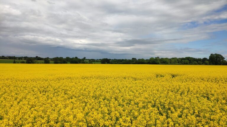 koolzaadveld , pixabay