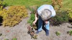 Laatste PvdA-roos groeit door in tuin