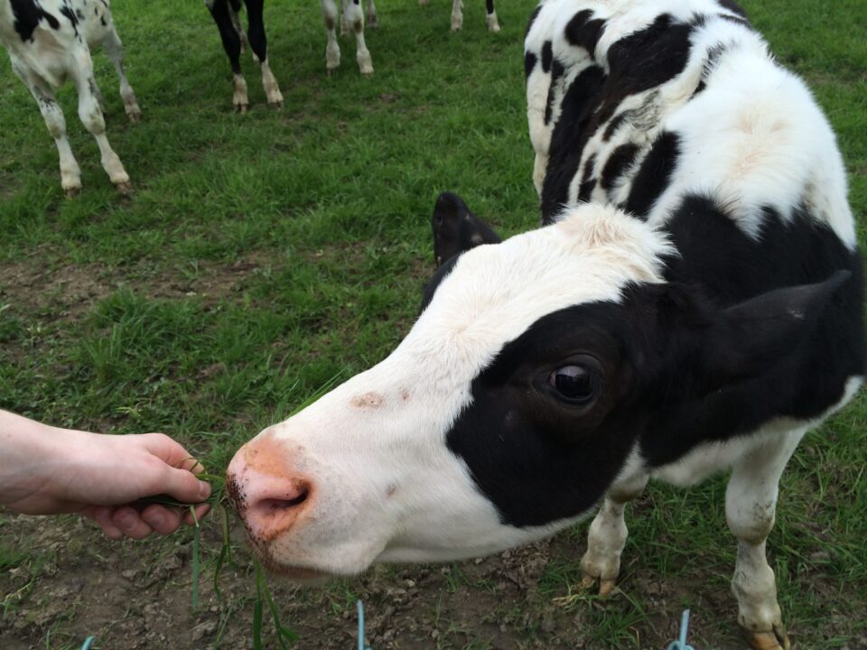boerderrijdag bij pestman schildwolde, pixabay