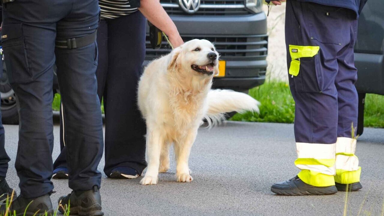 2 Doden gevonden Meerstad, Hond meegenomen door dierenambulance