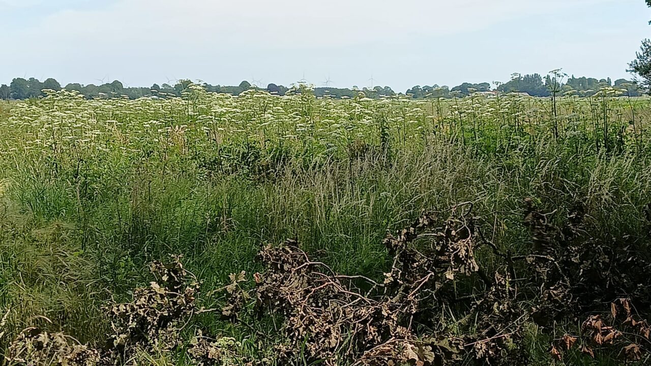 Gevaarlijke berenklauw rukt op naar Vosholen