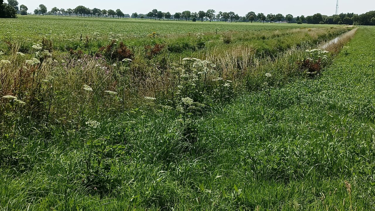 Gevaarlijke berenklauw rukt op naar Vosholen