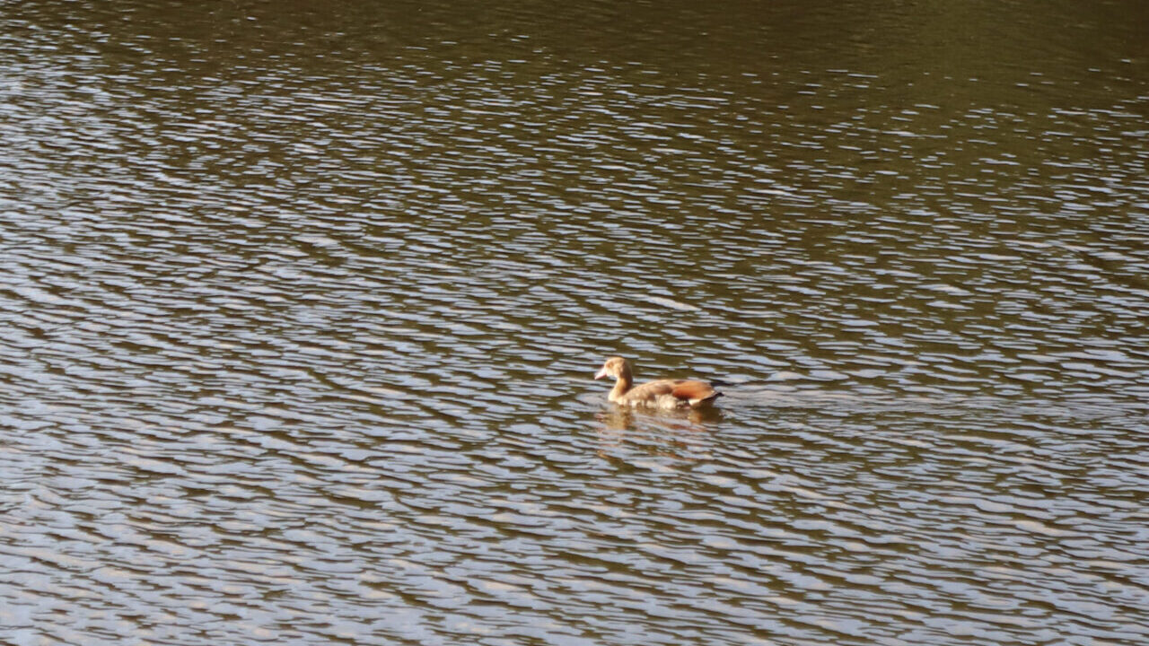 Nijlgans in water Gorecht Park Hoogezand