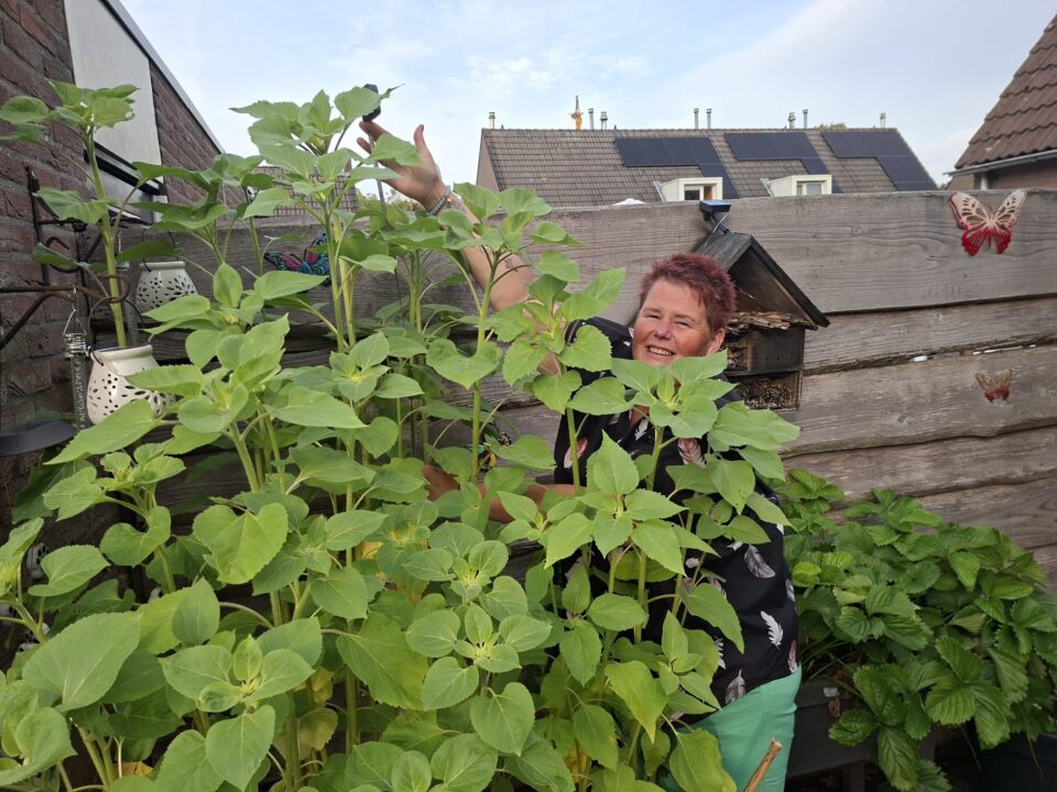 Zonnebloemactie. Chantal Kleine - de Groot