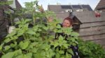 Gezin strijdt om hoogste zonnebloem