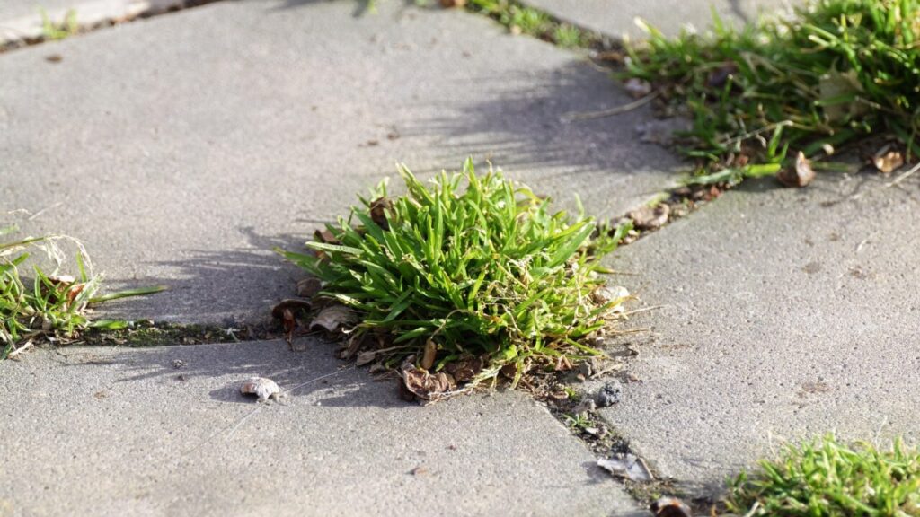 Tegel, gras