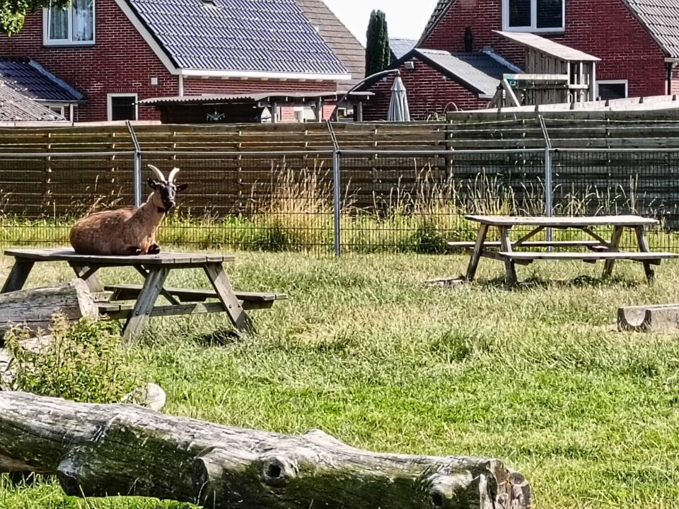 Dierenweide Noordbroek 2026. Foto Cindy