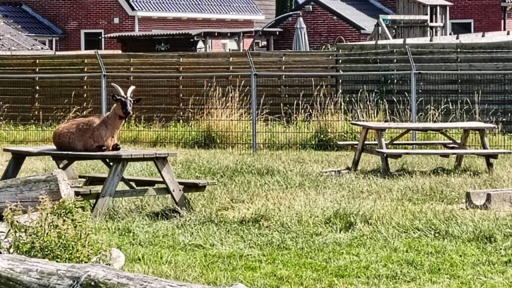 Dierenweide Noordbroek 2026. Foto Cindy
