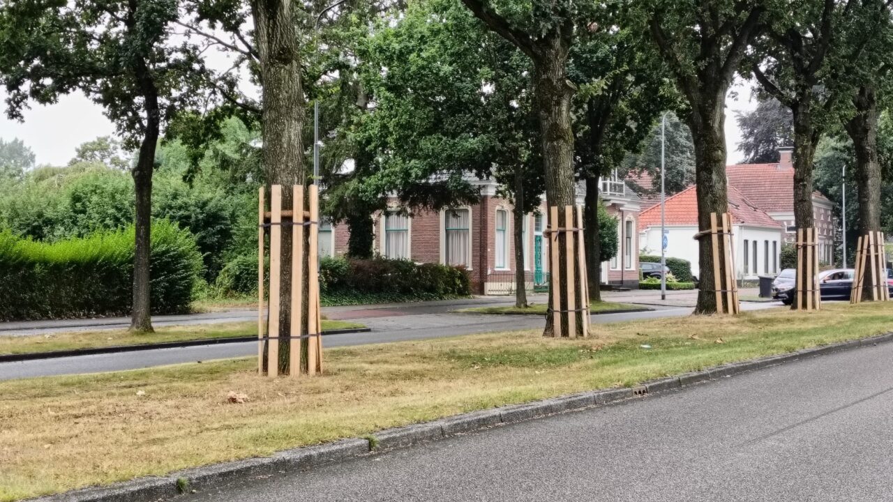 Bomen Noorderstraat Sappemeer