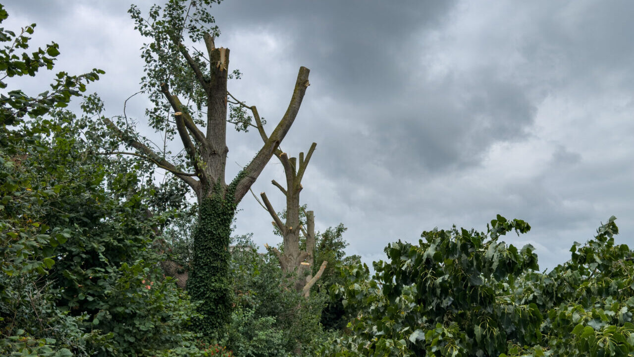 Bomenkap Winschoterdiep bij Sappemeer
