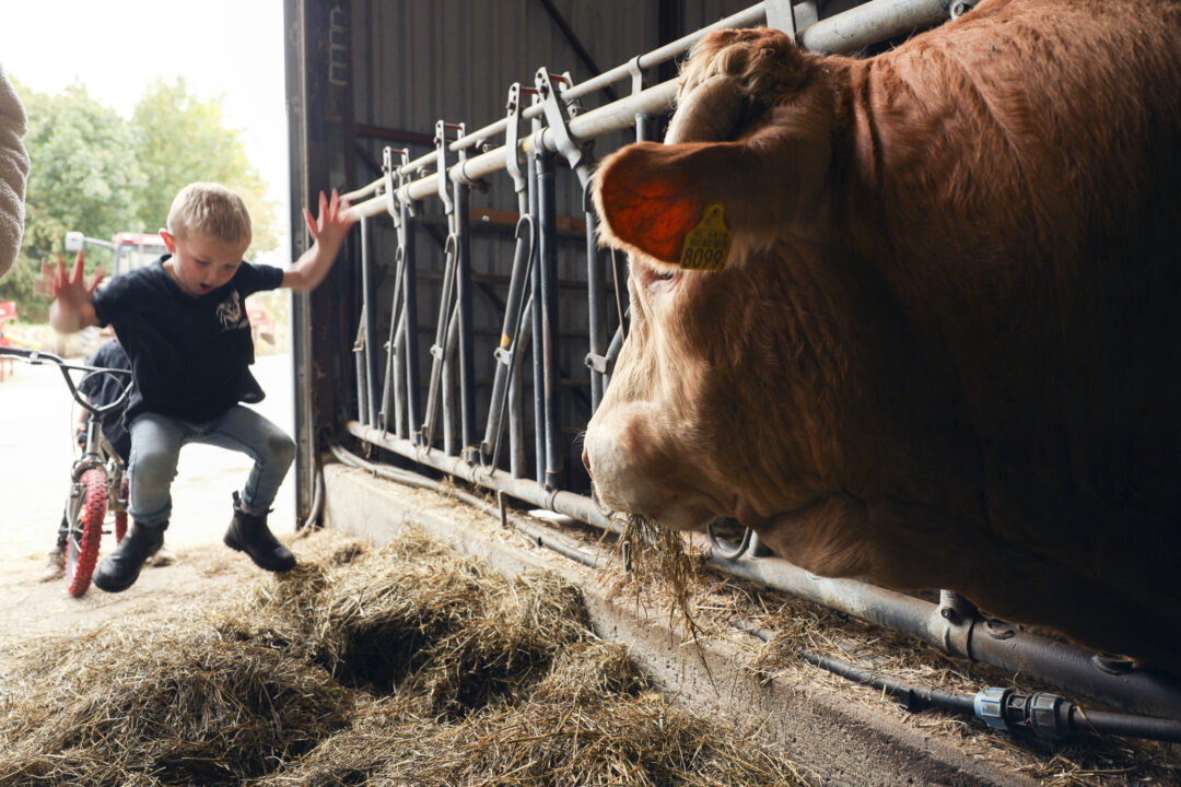 De Boer op in midden Groningen, Arkema Biologisch vlees, Foto: Henk Veenstra.