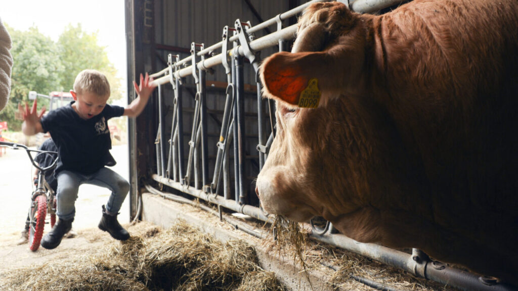De Boer op in midden Groningen, Arkema Biologisch vlees, Foto: Henk Veenstra.