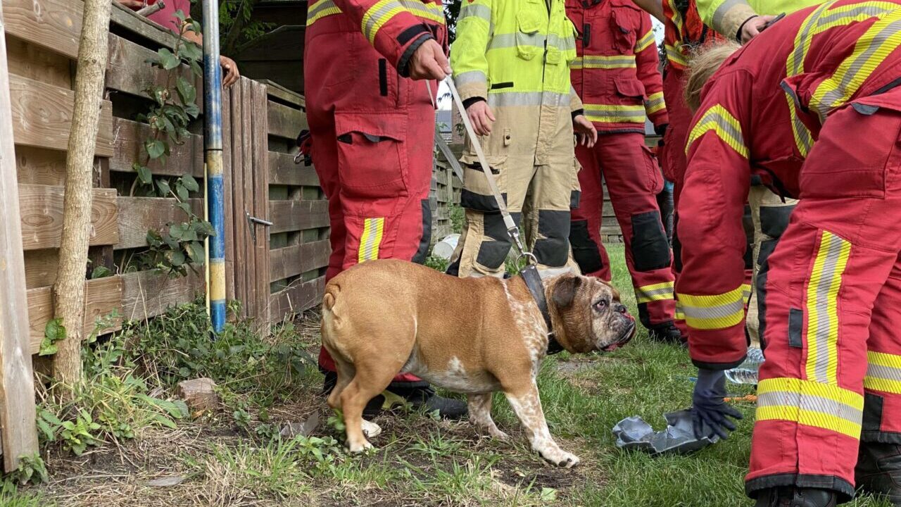 Hond met kop vast in ton, Saturnus Hoogezand